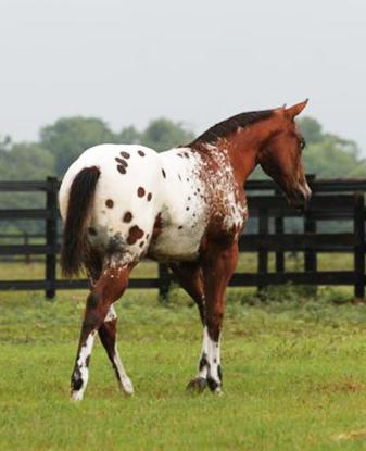 Appaloosa Foals For Sale